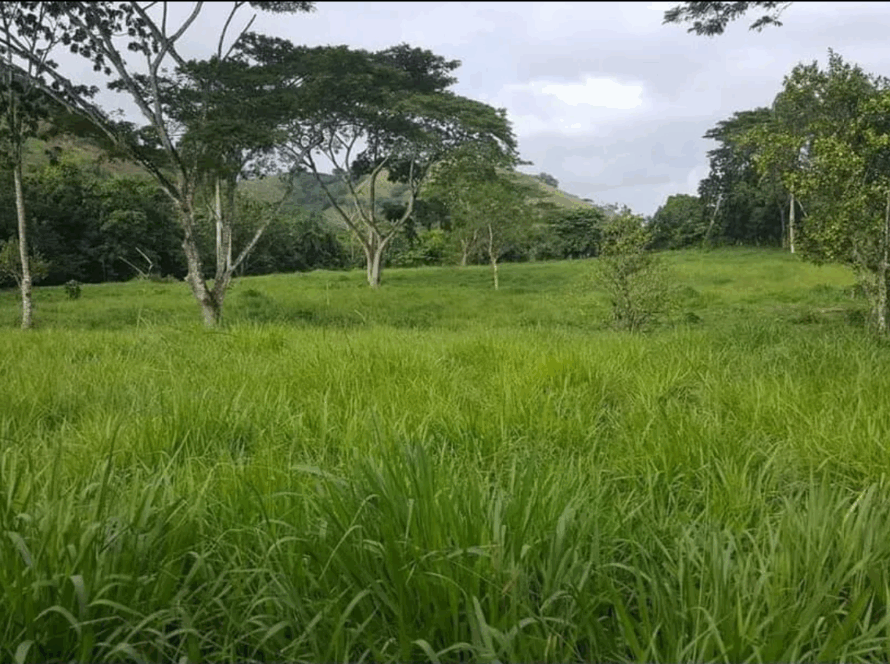 finca seibo guaymate